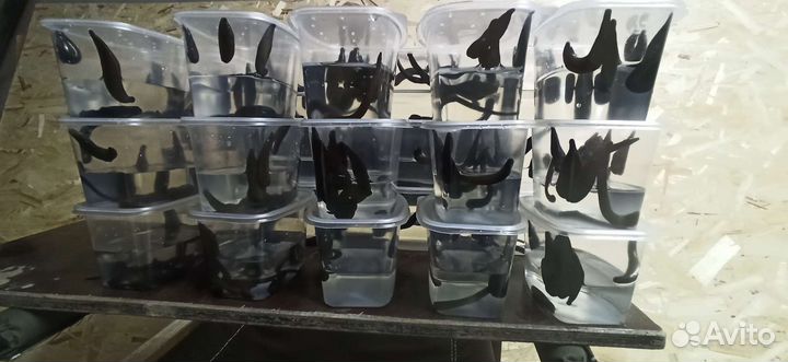 Пиявки (наживка для рыбалки)