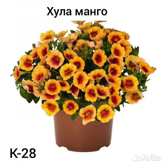 Калибрахоа черенки