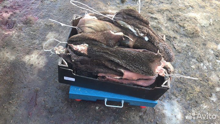 Мясо для собак