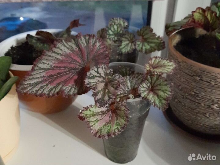 Комнатные цветы