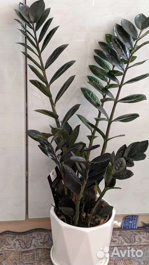 Замиакулькасы Raven /Zenzi