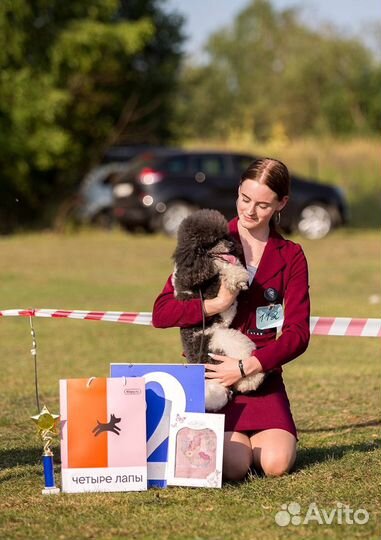 Хендлер/выставка собак/дрессировка