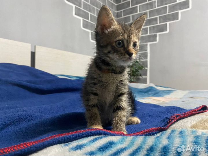 Котята в добрые руки мальчики