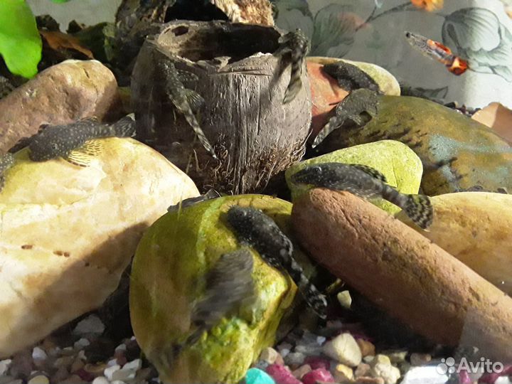 Аквариумные рыбки