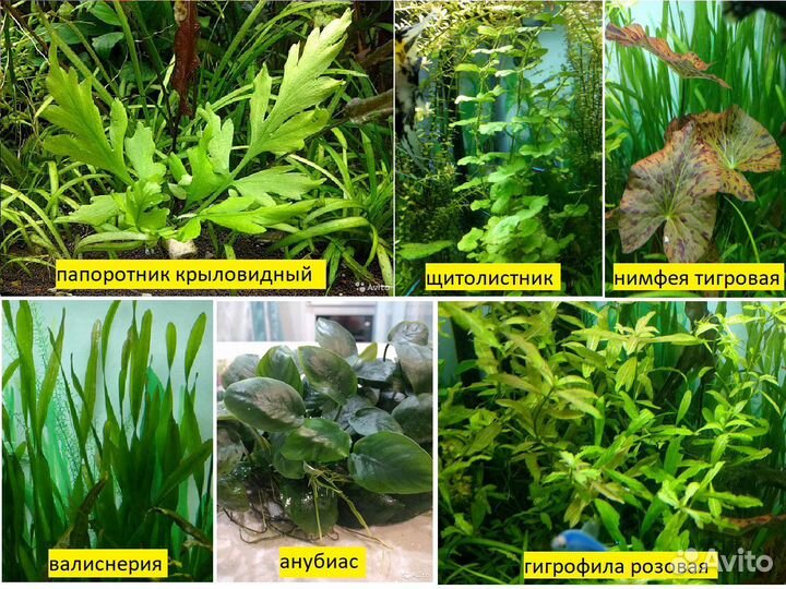 Растения из своего аквариума