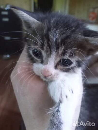 Котята бесплатно