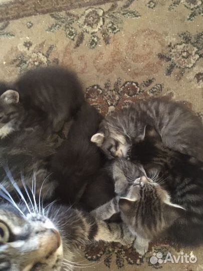 Котята