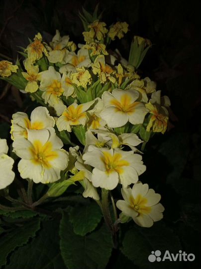 Примула, цветы многолетники