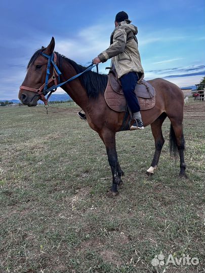 Жеребец высокий