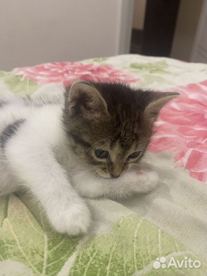 Котенок девочка