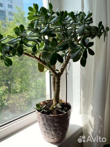 Крассула толстянка