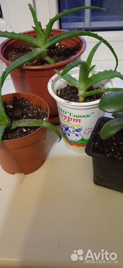 Алоэ столетник