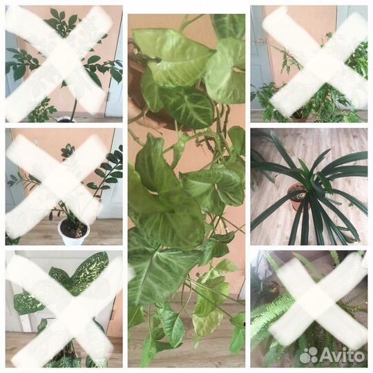 Комнатные цветы