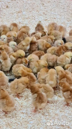 Цыплята цветной бройлер