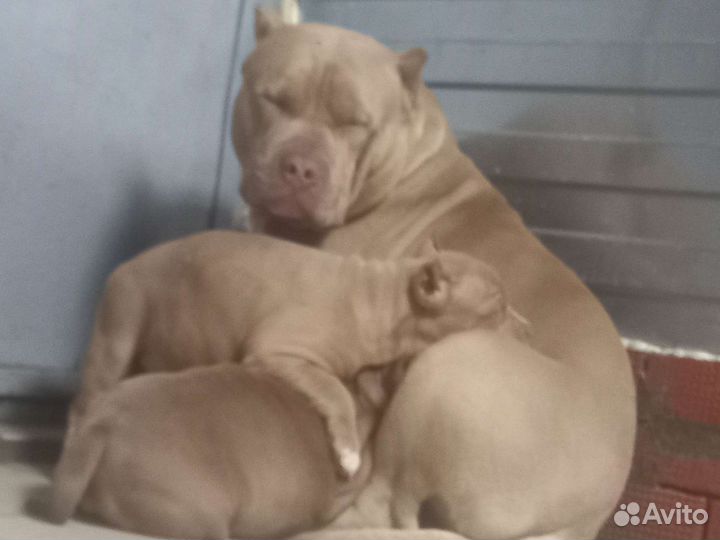 Американский булли хл классик щенки