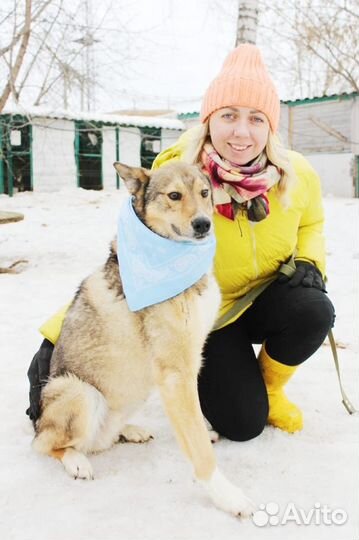 Собака Степа в добрые руки и в лучшую семью