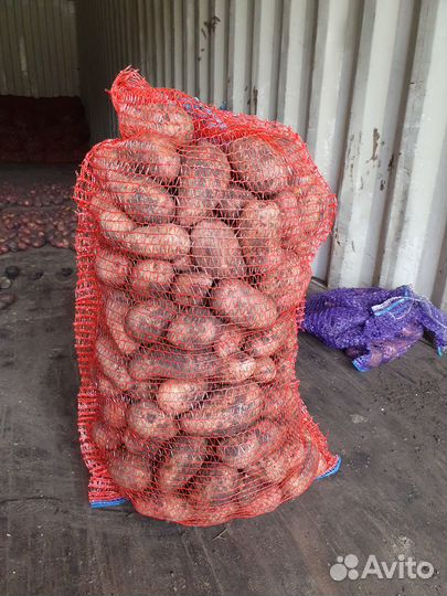 Семенной картофель оптом Элита