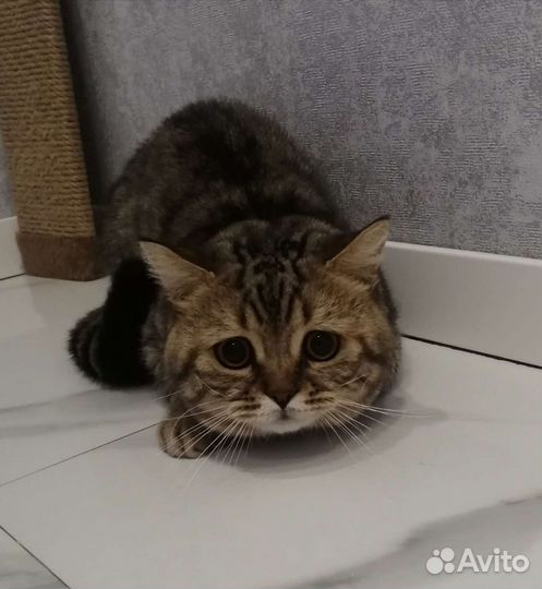 Кот шотландец вязка