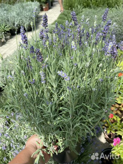 Растения для сада