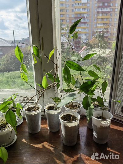 Фикус бенджамина