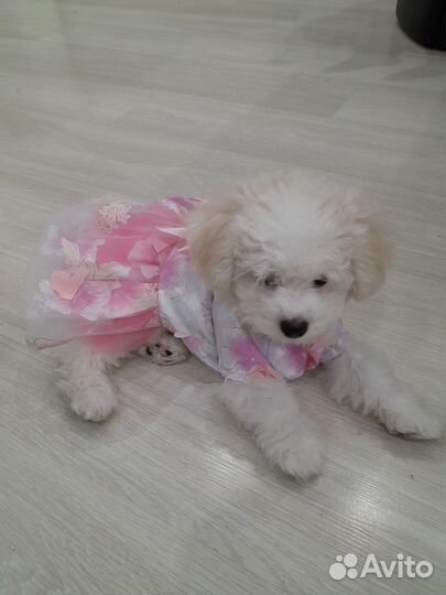 Щенок бишон фризе