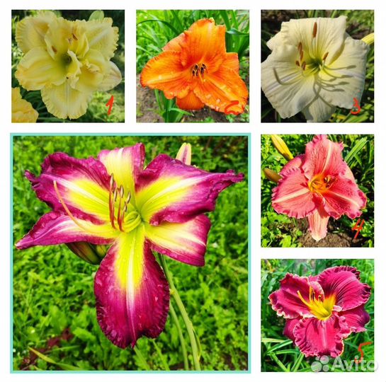 Лилейники сортовые