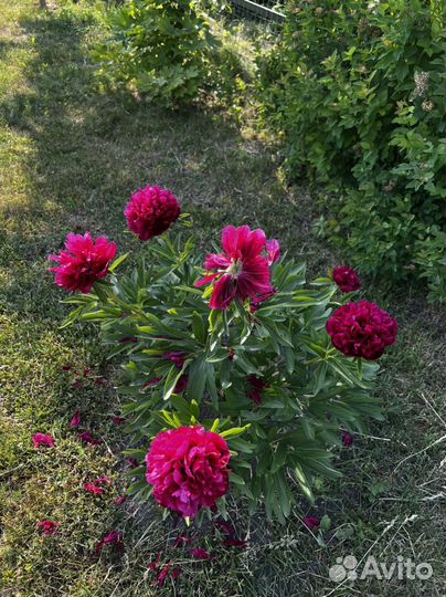 Красный пион Рубра Плена. Rubra Plena