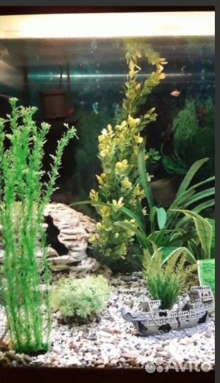 Большой аквариум