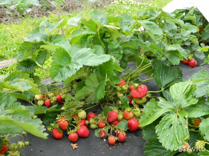 Саженцы клубники