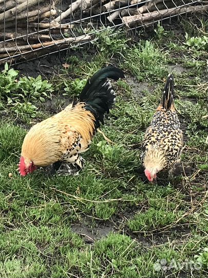Продам кур породы Мильфлер