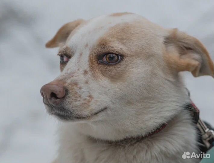 Снежка в добрые руки