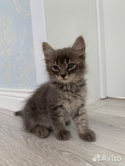 Котята в добрые руки бесплатно