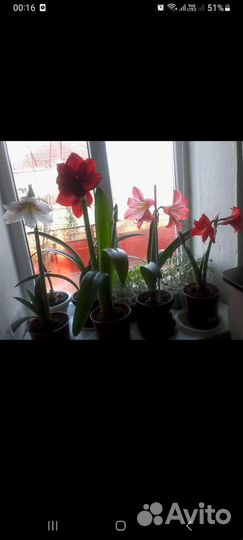 Гипеаструм разные цвета