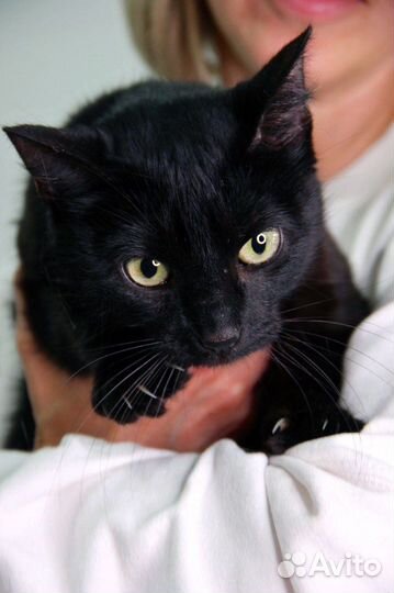 Кошка котенок черная