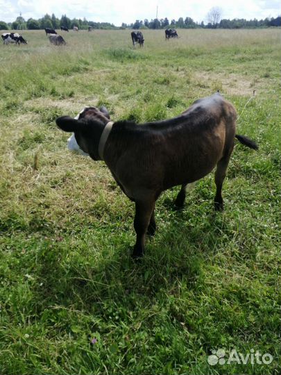 Теленок бычок 3 месяца