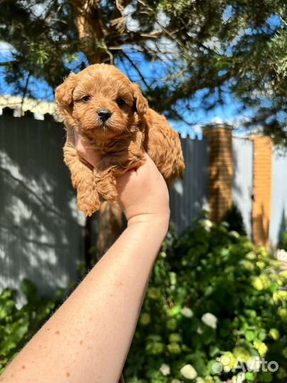 Мальтипу супермини девочка премиум класса