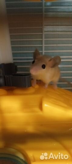 Иглистые мыши