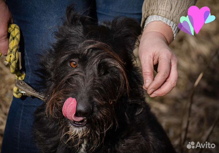 Собака Золушка, 3.5 г., любвеобильная и хороший др