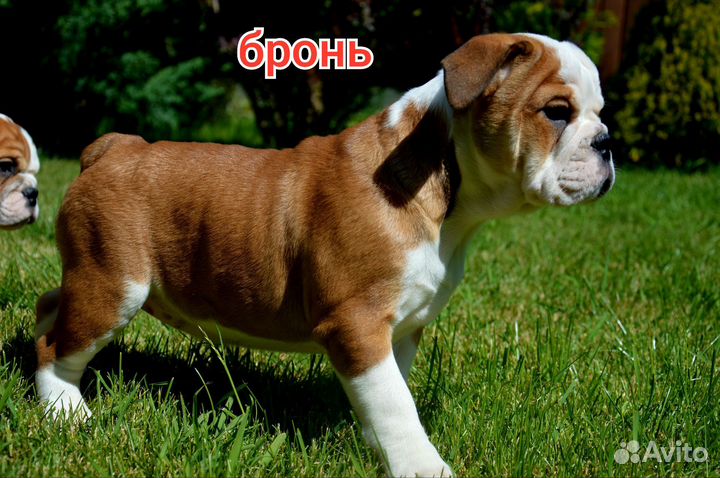 Английский бульдог