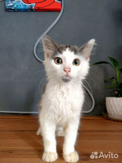 Котенок мальчик очень игривый ручной