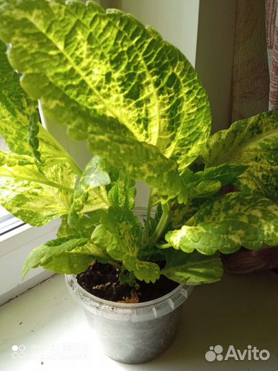 Цветы колеус