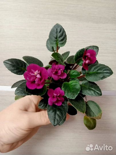 Фиалка мини