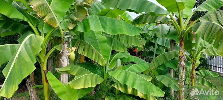 Продаю свои банановые пальмы. Не магазин