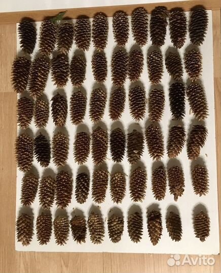 Шишки сосновые еловые столичные московские