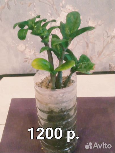 Замиокулькас зензи