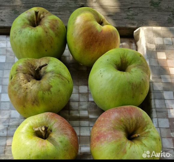 Яблоки