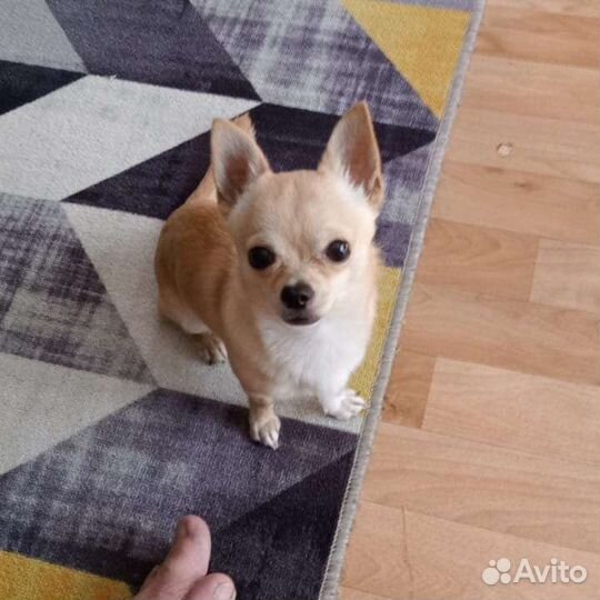 Вязка кобель чихуахуа