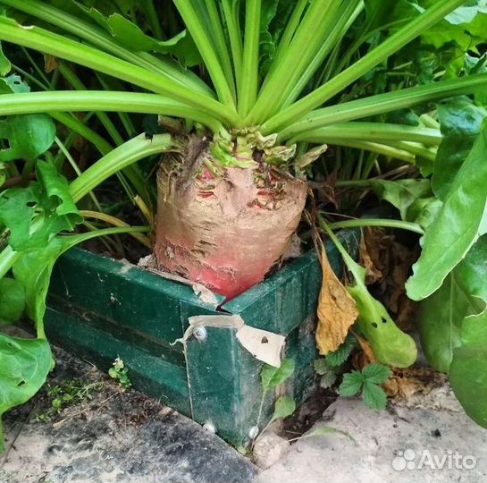 Сладкая кормовая свекла для животных