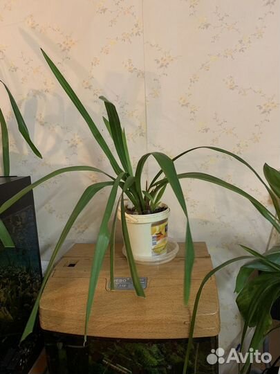 Орхидея цимбидиум