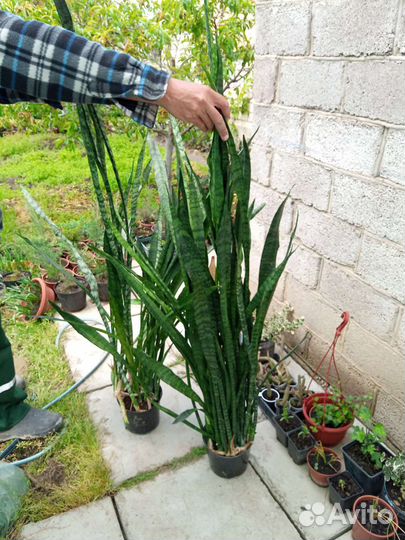 Сансевиерия